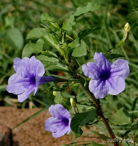 Ruellia tuberosa flower4.jpg